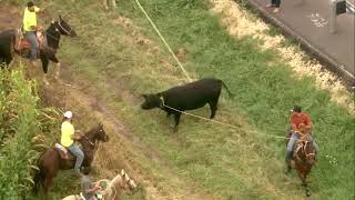 Chopper 7 over several men on horses lassoing bull loose in Marengo [upl. by Lockwood279]