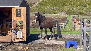 How To Teach A Horse To Hobble  Stop Pawing [upl. by Raskind]