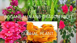 BOGANBALIA DRAGON FRUIT GUDHAL PLANTviralshortsExploreworldShortsyoutubeshorts [upl. by Adriell]