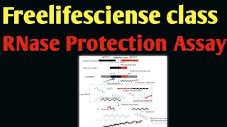 RNase Protection Assay [upl. by Anaic210]