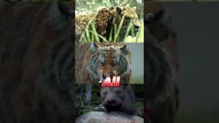 Smilodon vs Bornean Tiger vs Mosbach Lion paleontology prehistoric cenozoic shorts tiger lion [upl. by Nyrak]