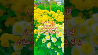 most beautiful voice reactions sura ikhlas quran quranrecitation motivation love ❤️❤️❤️❤️ [upl. by Asusej]