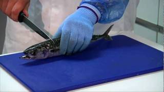 How to fillet a Mackerel how to prepare mackerel butterfly mackerel fillets [upl. by Anitnegra]