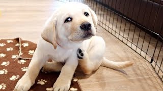 PLAYING WITH THE CUTEST LABRADOR PUPPIES EVER [upl. by O'Carroll694]