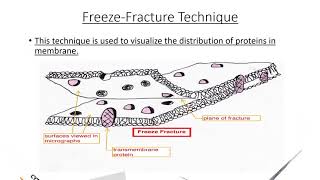 freeze fracture technique  Lipid linked proteins [upl. by Israel971]