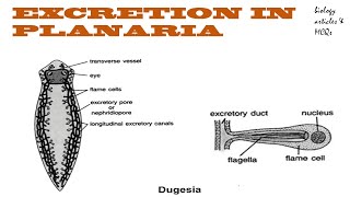 Excretion in Planaria  Protonephridia  Flame cells  BIOLOGY ARTICLES AND MCQS [upl. by Lamson]