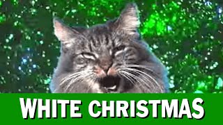 Jingle Cats White Christmas [upl. by Marshall409]