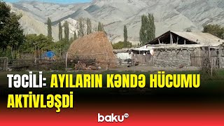 Gəlib gördüm hər yanı dağıdıb  Qubada ayılar kəndlilərə qənim kəsildi [upl. by Esej]