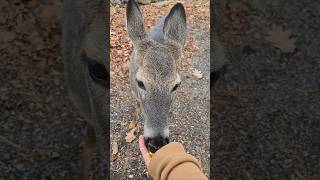 Feeding a deer corn out of my hand [upl. by Bick337]