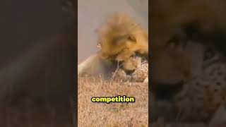 Evolution in Action Lion Defends Territory from Cheetah [upl. by Etteyafal]