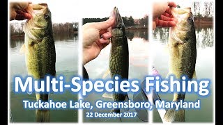 TUCKAHOE LAKE BASS PICKEREL and Yellow Perch [upl. by Gervais484]