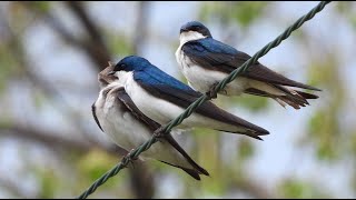 Hirondelle bicolore chant cri  Tree Swallow song call [upl. by Mccarty161]