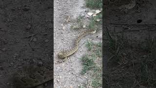 Mohave green Rattlesnake Crotalus scutulatus [upl. by Peters]