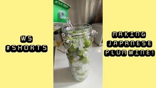 Making Japanese plum wine Umeshu Shorts [upl. by Chao]