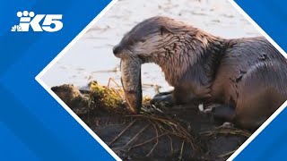 Otter attacks drags child underwater at Bremerton Marina [upl. by Munn]