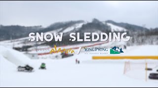 썰매 Snow Sledding in Korea Alpensia Yongpyong Resort [upl. by Nivan]