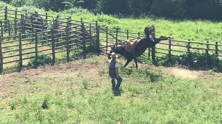 Doma del cavallo in Maremma 1990 [upl. by Inalaehak]