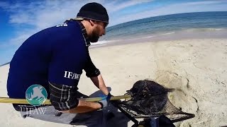 Dramatic Seal Rescue on Monomoy Island [upl. by Garcia]