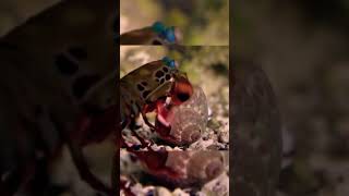 MANTIS SHRIMP superpowers science ocean mantisshrimp [upl. by Ojeitak]