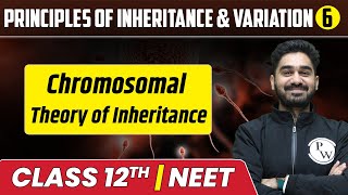 Principles of Inheritance amp Variation 06  Chromosomal Theory of Inheritance  Class 12thNEET [upl. by Suoivatnom]