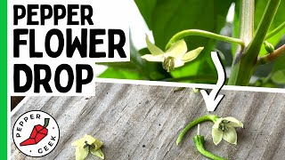 Why Do Pepper Flowers Fall Off Pepper Flower Drop  Pepper Geek [upl. by Neitsirk]