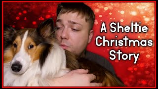 A Sheltie Christmas Story Shetland Sheepdog  Dog Video MumblesVideos Christmas 2020 [upl. by Walker]