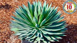 10 Gorgeous Agave Plants [upl. by Gilford]