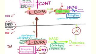 Parkinson’s Pharmacology  Neurology [upl. by Andras]