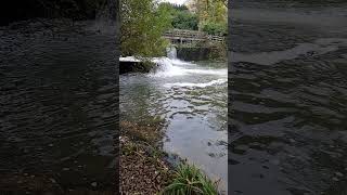 River Rother in slow motion vloggerriver rother flowing flow slowmotion slowmotionvideo [upl. by Spratt]