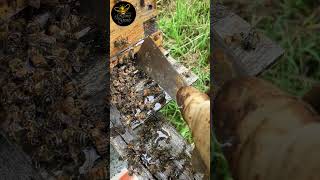 Ca crie famine  part 24  LRSG apiculture beekeeper apiary [upl. by Aicenat]