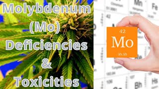 Molybdenum Mo  Deficiencies amp Toxicities in Plants [upl. by Veleda]