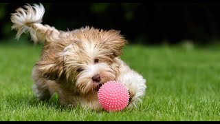 Dogs Playing with Squeaky Toys Compilation 2020 [upl. by Maynard]