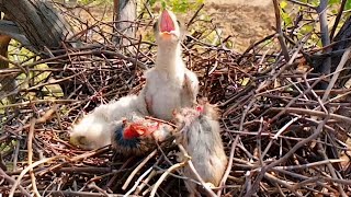 Eagle Chick Cries Despite Food Being Right in Front of Him BirdPlusAnimals [upl. by Immaj]