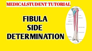 FIBULA SIDE DETERMINATION [upl. by Shauna]