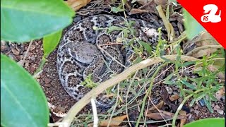 Rattlesnake Hides Under Womans Lemon Tree [upl. by Tuppeny460]