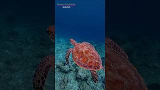 The leatherback sea turtle 🐢 life style youtubeshorts animals shorts leatherback [upl. by Leirraj876]