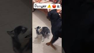 Rottweiler vs husky puppy 🚨💀 dog trendingsong husky trendingshorts trending viral [upl. by Yesoj]