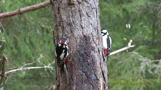 STÖRRE HACKSPETT Great Spotted Woodpecker Dendrocopos major Klipp  2295 [upl. by Areivax477]