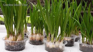 Useful Tips amp Tricks Balcony Gardening How to Grow Vegetables in Small Spaces for Beginners [upl. by Auhsuoj]