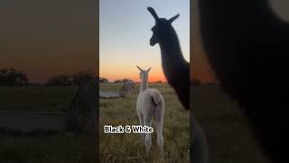 Lulu loves her sister Luna ranch barnyard barnlife llama babyanimal countrylife texasliving [upl. by Yrocal]