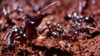 Building a New Home  Natural World Ant Attack  BBC Earth [upl. by Jeno26]