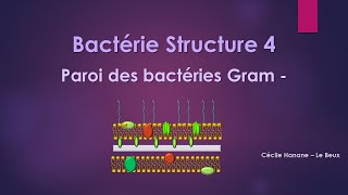 Bactérie Structure 4 PAROI DES BACTERIES GRAM MOINS  sans musique de fond [upl. by Nirrad]