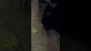 Bear Attack Us In Jungle😳 minivlog shorts [upl. by Nnyledam734]