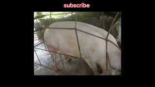 pwede ba ihalo pakain ang grower feeds sa gestating sa buntis na baboy pilipinaspigfarming6555 [upl. by Adyam276]