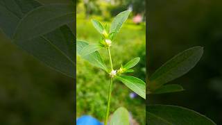 Alternanthera sessilis plant  Grass shorts [upl. by Bushey]