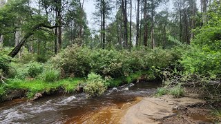 Amazing Trout Fishing on The Toorongo River Noojee [upl. by Ansaev]