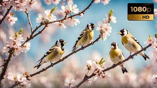 Beautiful Goldfinches [upl. by Sardse]