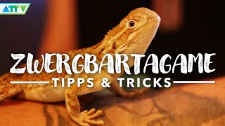 🦎ZWERGBARTAGAME anschaffen  Chillige Tipps amp Tricks zur Haltung  Wildes Deutschland [upl. by Buatti82]