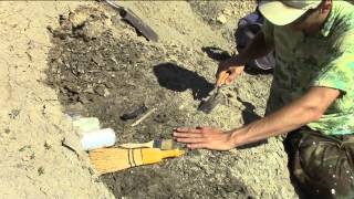 15 Excavating Xiphactinus the Monster Fish [upl. by Georgy268]