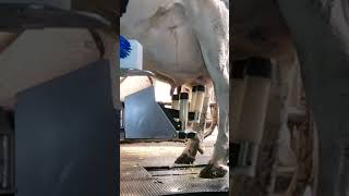 Robotic milking fullwood JOZ merlin M2 [upl. by Jump878]